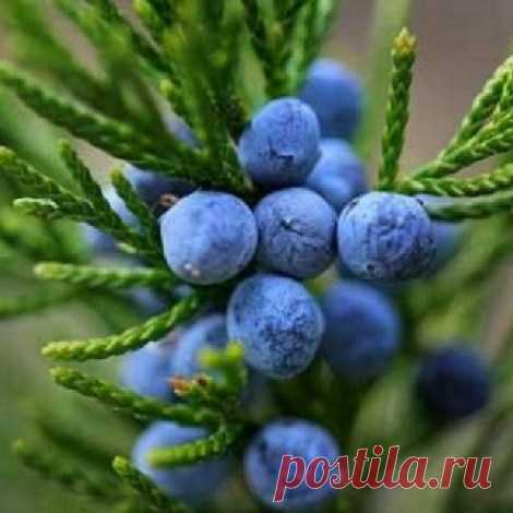 Фарш и Соусы - Блюда из птицы и кролика