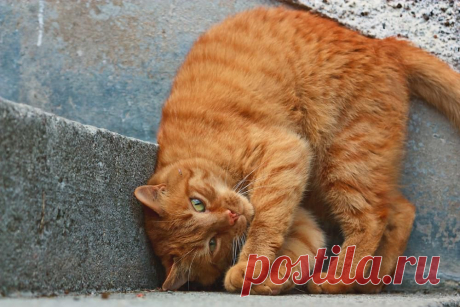 Фотография &quot;Кривляка&quot; - Животные кот, рыжий, красавец, портрет Фотограф: Alexander Malyshev