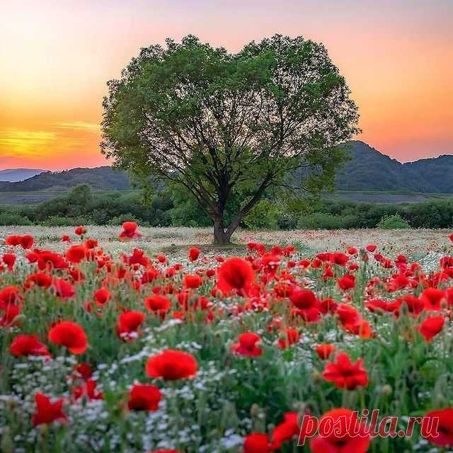 Доброе утро, друзья! Листайте 👉⠀
🌾🌻🌿🌼🌱  ️Представляем Вам подборку красивых фотографий. Какое фото нравится вам больше 1,2,3...10?⠀
⠀
⭕ Подпишись ▶️ @natureofrussia.ru 
⠀
Благодарим авторов. Фотографии в карусели по порядку : 
1) Крона дерева в виде сердца. Автор @mongle_jyh
2) Красавица. Автор @svete_px 
3) Очарование лета! Красота! Автор @bestemammatil7
4) Ромашковый рассвет. Автор @jukkapaa 
5) Подсолнухи. Автор @koyuki.secret
6) Тишь да гладь... Автор @kevinbruse...
