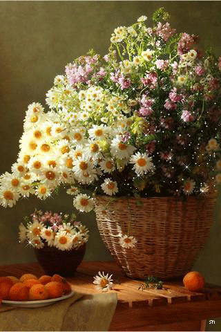 Живые фотографии – Google+