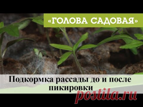 Голова садовая - Подкормка рассады до и после пикировки