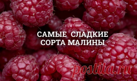 САМЫЕ СЛАДКИЕ СОРТА МАЛИНЫ