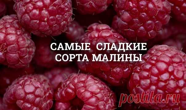 САМЫЕ СЛАДКИЕ СОРТА МАЛИНЫ