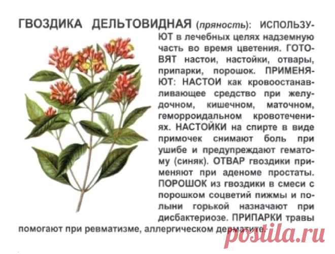 Гвоздика дельтовидная (пряность) | ЛЕКАРСТВЕННЫЕ РАСТЕНИЯ на Г | Постила