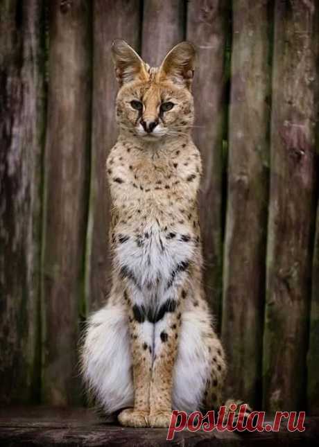 Пин содержит это изображение: The noble serval