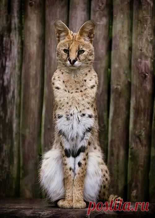 Пин содержит это изображение: The noble serval