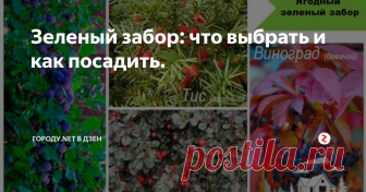 Зеленый забор: что выбрать и как посадить. Типичные стены по периметру участка выглядят однообразно. А вот творческий зеленый забор может легко превратить весь двор в фантазийную сказку. Изумрудные ели, ароматные розы, даже дикие ягоды расцвечивают живую изгородь. Как объединить неприступность и естественную красоту в ограждении участка? Какие растения выбрать для посадки? Начнем ...