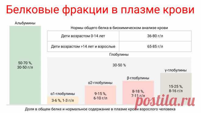 Базофилы в крови: норма, причины отклонений, что значат
