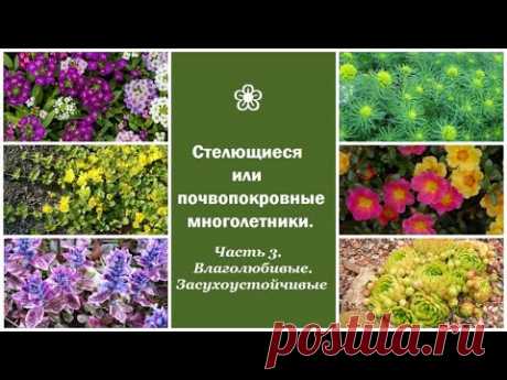❀ Стелющиеся или почвопокровные многолетники. Часть 3. Влаголюбивые. Засухоустойчивые