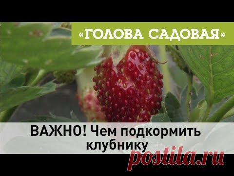 Голова садовая - ВАЖНО! Чем подкормить клубнику