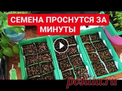 Почему я раньше не знала об этом? ТЕПЕРЬ сею семена только так Самый лучший способ посеять семена.КРАЙНИЕ сроки посева семян томатов на рассаду. Мой инстаграмм здесь...