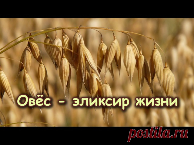ЭЛИКСИР ЖИЗНИ — ПОДНИМЕТ НА НОГИ ДАЖЕ САМОГО ТЯЖЕЛОГО БОЛЬНОГО 

#ВЪДИ #Исторiя #Человъкъ #Образованiе #Питаніе #Растенія #Народъ #Книгi

Овес - эликсир жизни - поднимет на ноги даже самого тяжелого больного: решает многие проблемы со здоровьем и восстанавливает силы. 

Один из самых лучших рецептов для оздоровления. 
* Один стакан зерен овса (в крайнем случае 