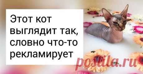 20+ «котографий» сфинксов, которые докажут, что это жутко привлекательные создания . Милая Я