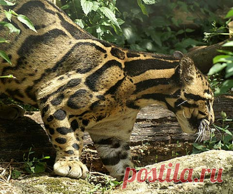 Clouded Leopard - Rare Asian Cat with Cloud Spots | Animal Pictures and Facts | FactZoo.com