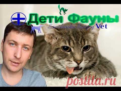 Кошку рвет. Рвота у кошки, основные причины, что делать. Советы ветеринара