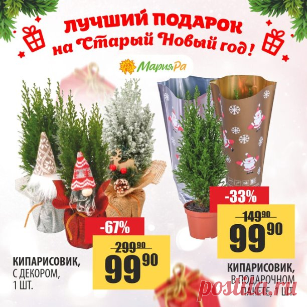Лучший подарок на Старый Новый год 

Маленькая елочка, которая будет жить у вас дома!
А еще ее можно высадить во дворе или на дачном участке 

 До 28 февраля успейте купить любой кипарисовик всего за 99,90р