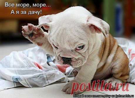 хочу на дачу....