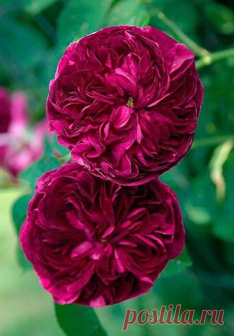 'Charles de Mills' One of the oldest roses recorded and of ... | Flow…