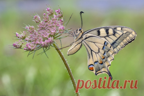 *The beautiful swallowtail II* Several years ago I discovered the first swallowtails on the outskirts of my home. This one sat on a mild, windless Sunday morning on the blossom of a wild carrot close to the path. In a light drizzle it just didn't want to fly away, so I had the opportunity to photograph this beautiful specimen extensively.  Vor etlichen Jahren entdeckte ich am Rande meines Wohnortes die ersten Schwalbenschwänze. Dieser hier saß an einem milden, windstillen ...