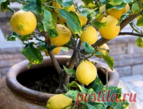 Выращивание лимона из косточки в домашних условиях:
Как вырастить лимон из косточки и уход за лимонным деревом.
Хотите пить чай со своими лимонами, выращенными на подоконнике в собственной квартире? Следуйте нашим подсказкам, и уже через год-два сможете собирать первые плоды: