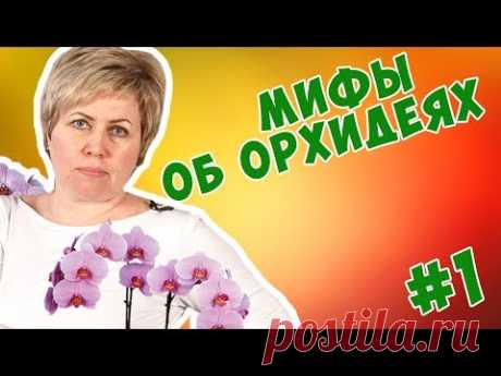 Уход за орхидеями 🌺 Разрушаем мифы об орхидеях # 1