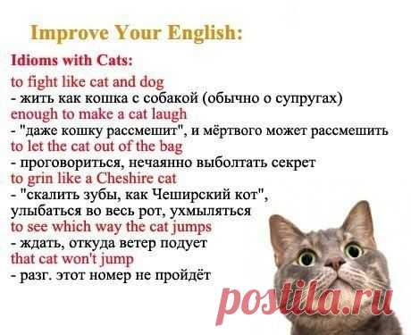 Английские идиомы со словом  CAT '' / Неформальный Английский