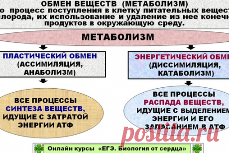 Доброе утро всем и удачного дня!
СЕГОДНЯ МЫ ПЕРЕХОДИМ К ИЗУЧЕНИЮ ОБМЕНА ВЕЩЕСТВ.
Это одна из самых сложных тем в разделе "Общая биология".Сложность заключается с том, что не просто надо знать общее представление о метаболизме, а уметь объяснять взаимосвязь процессов, особенности протекания у разных организмов, знать очень подробно последовательность этапов энергетического обмена, фотосинтеза, биосинтеза белков.
Сегодня мы рассмотрим пластический обмен (ассимиляцию, анаболи...