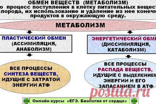 Доброе утро всем и удачного дня!
СЕГОДНЯ МЫ ПЕРЕХОДИМ К ИЗУЧЕНИЮ ОБМЕНА ВЕЩЕСТВ.
Это одна из самых сложных тем в разделе 