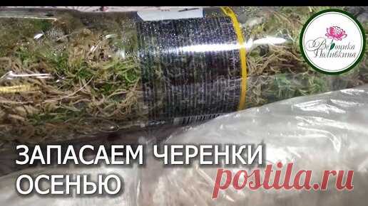 Самое время запасти черенки: как и зачем | Садовый клуб. Вероника Поливкина | Дзен