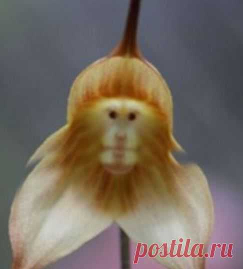 Я таких цветов ещё не видела! Орхидеи "Красивое лицо обезьяны" | vla4er.ru