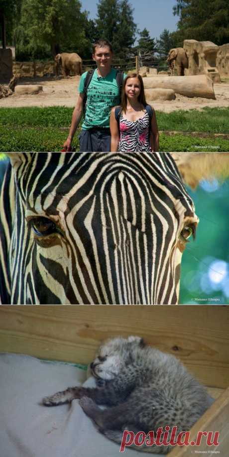 Зоопарк Двур-Кралове – филиал Африки