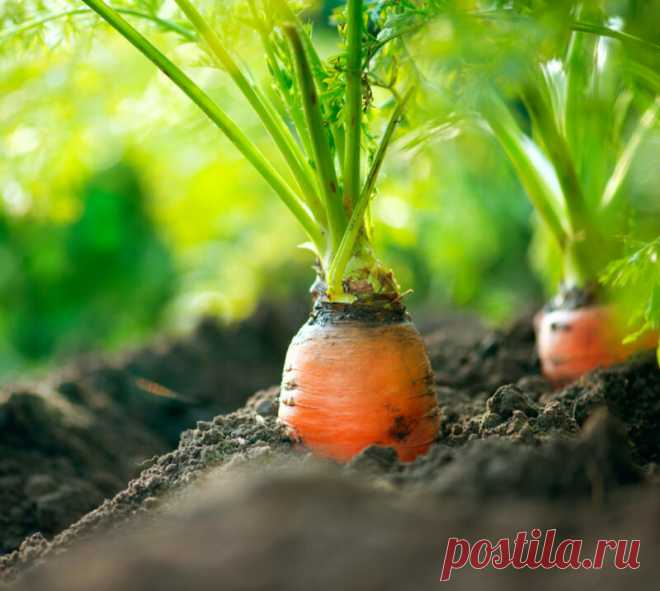 Всего 2 полива спасут морковь от вредителей и болезней | Идеальный огород | Яндекс Дзен
