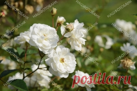 Белые розы в саду Красивые цветущие белые розы в саду летом. Садоводство, цветы в природе.