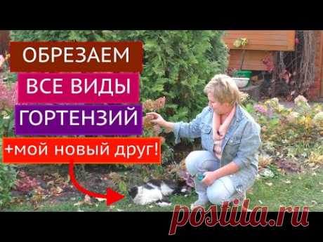 КАК ОБРЕЗАТЬ ВСЕ ВИДЫ ГОРТЕНЗИЙ БЕЗ ОШИБОК! ПОЗНАКОМЬТЕСЬ С МОИМ НОВЫМ ДРУГОМ!