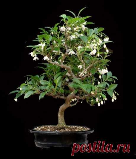 Bonsai exclusive Storax   |  Pinterest