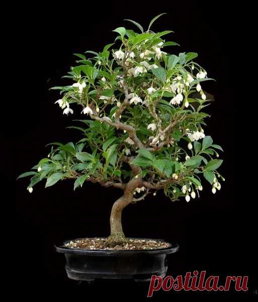 Bonsai exclusive Storax   |  Pinterest