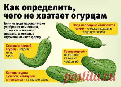 6 ошибок, которые приводят к пожелтению и опаданию завязей огурцов. | Просветленный Агроном | Яндекс Дзен