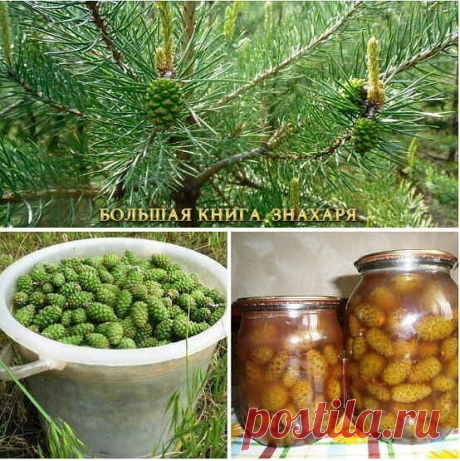 🏻ЗЕЛЕНЫЕ ШИШКИ СОСНЫ: ЭЛИКСИР ЗДОРОВЬЯ, КОТОРЫЙ МОЖЕТ СДЕЛАТЬ КАЖДЫЙ! 
 
Нормализовать давление при гипертонии, а также одолеть гастрит помогут зеленые шишки сосны. Надо 1 часть по объему измельченных шишек залить 10 частями 400 водки, настоять неделю в теплом месте, а затем принимать по 1 ст.л. настойки 3 раза в день в течение 1-2 месяцев. 
 
Варенье из молодых сосновых шишек, собранных в период с 15 мая по 15 июня, — отличное средство от кашля и бронхита. Надо 50-60 шиш...