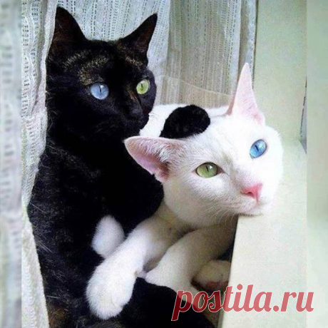 Уголёк и Снежинка