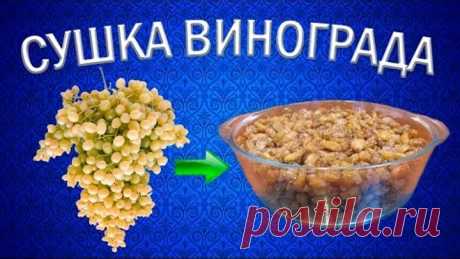 Как приготовить изюм из винограда кишмиш? | Сушилка для овощей и фруктов Ezidri