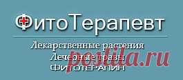 ФитоТерапевт: Вех ядовитый. Описание, состав, свойства, применение и действие растения вех ядовитый. Стебли, листья, цветки – трава и корни веха. Лечение вехом. Препараты веха. Настой и настойка веха. Растение цикута ядовитая