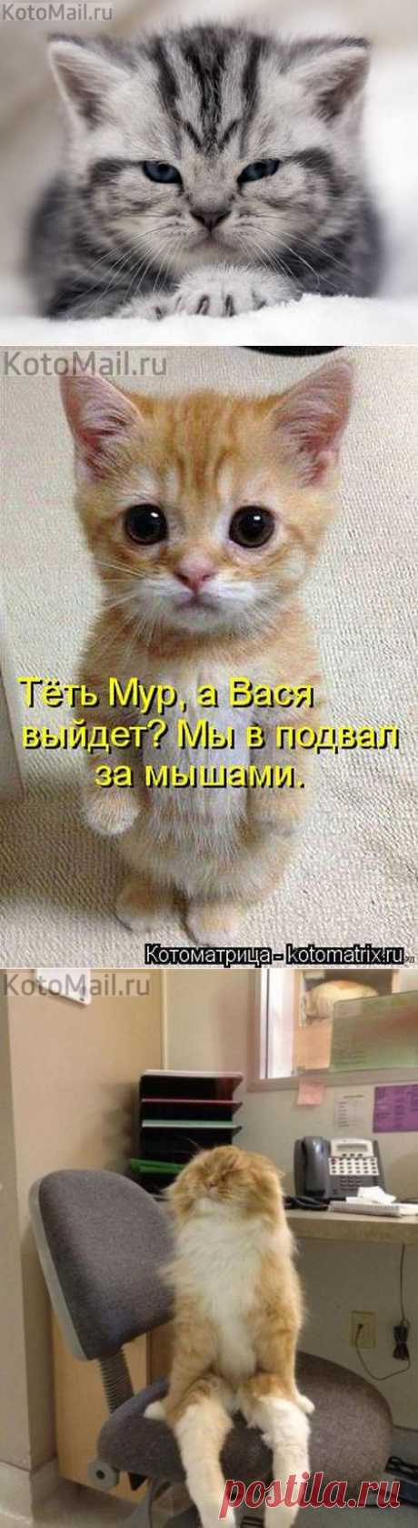 Хитрый котяра! | KotoMail.ru
