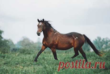 🐎Фото лошадей🐎➁⓪➀➆
