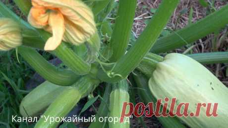 КАК ПОЛУЧИТЬ ОЧЕНЬ МНОГО КАБАЧКОВ С ОДНОГО КУСТА!