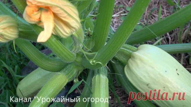 КАК ПОЛУЧИТЬ ОЧЕНЬ МНОГО КАБАЧКОВ С ОДНОГО КУСТА!
