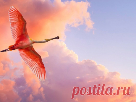 Розовая птица