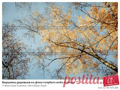 Вершины деревьев на фоне голубого неба осенью Стоковое фото, фотограф Анастасия Усанина / Фотобанк Лори