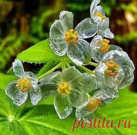 Цветок,лепестки которого во время дождя становятся прозрачными...Двулистник Грея!Растут на влажных ,лесистых горах,в холодных регионах Китая и Японии!