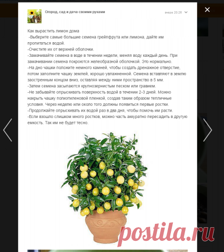 (1) Одноклассники как вырастить лимон дома