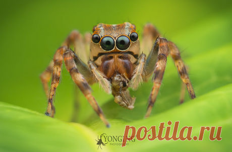 Female Salticid with relatively large anterior lateral eyes (ALEs) OLYMPUS DIGITAL CAMERA